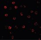 CASP1 / Caspase 1 Antibody